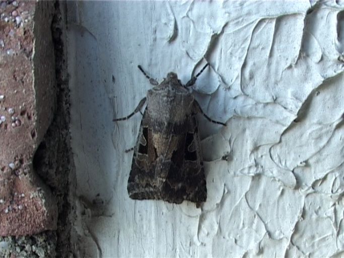 Schwarzes C ( Xestia c-nigrum ) : Moers, in unserem Garten, 17.03.2009